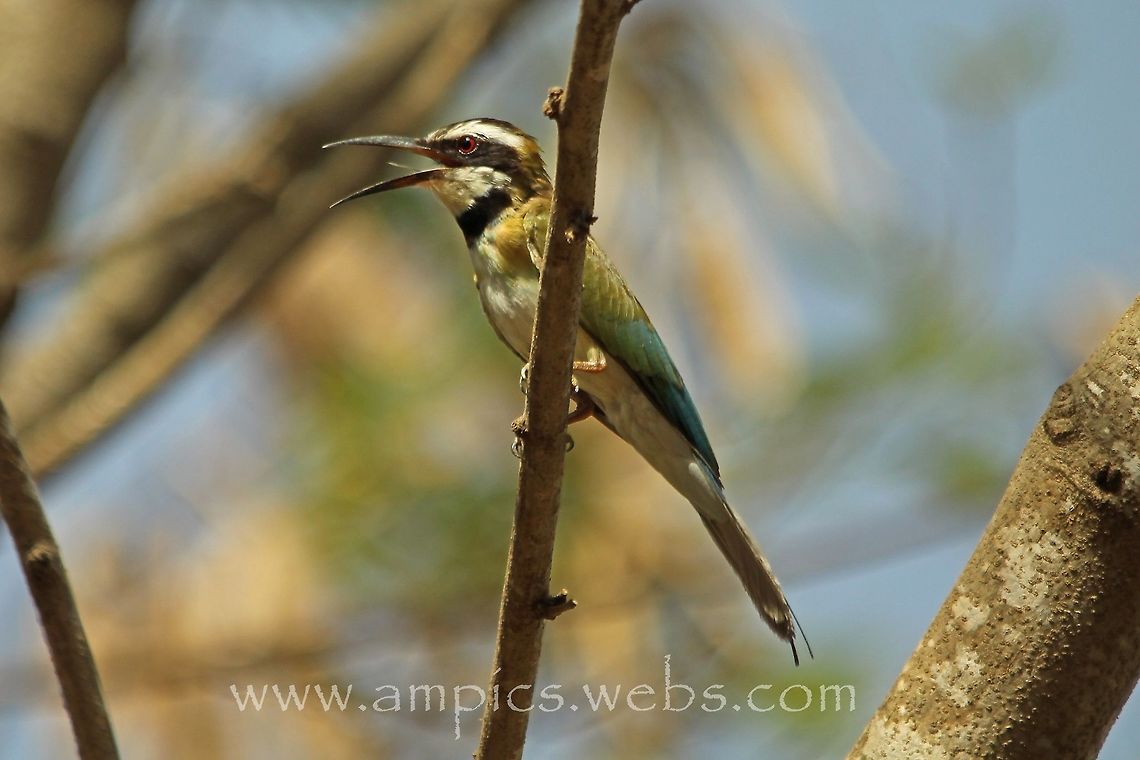 White-throated Bee-eater  Geotagged,Merops albicollis,Spring,The Gambia,White-throated bee-eater