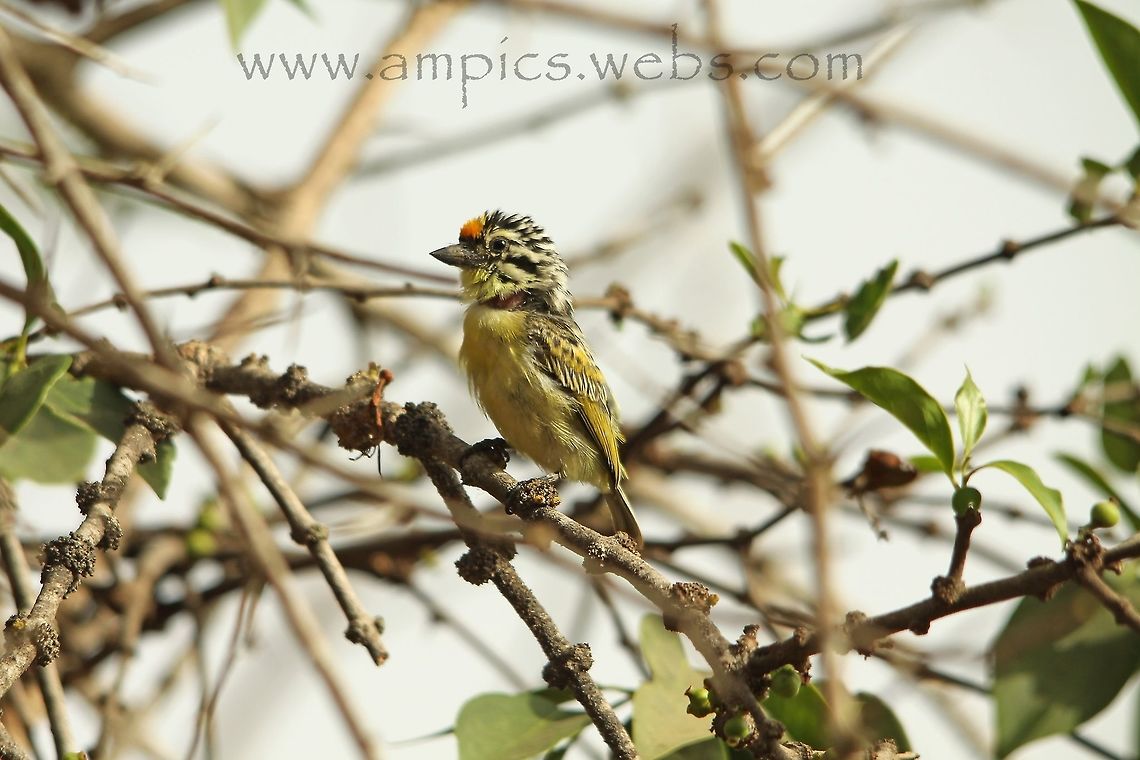 Yellow-fronted Tinkerbird  Geotagged,Pogoniulus chrysoconus,Spring,The Gambia,Yellow-fronted tinkerbird