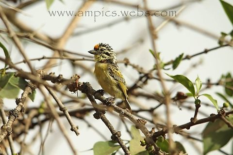 Yellow-fronted Tinkerbird  Geotagged,Pogoniulus chrysoconus,Spring,The Gambia,Yellow-fronted tinkerbird