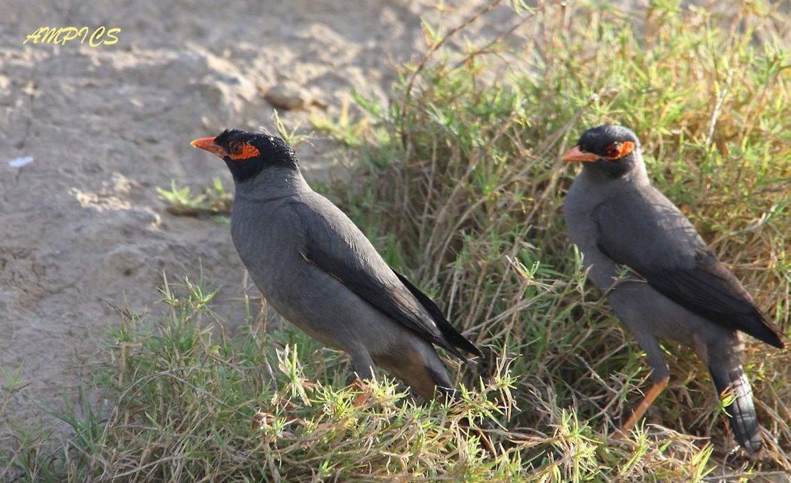 Bank Myna  Acridotheres ginginianus,Bank myna,Geotagged,India,Spring