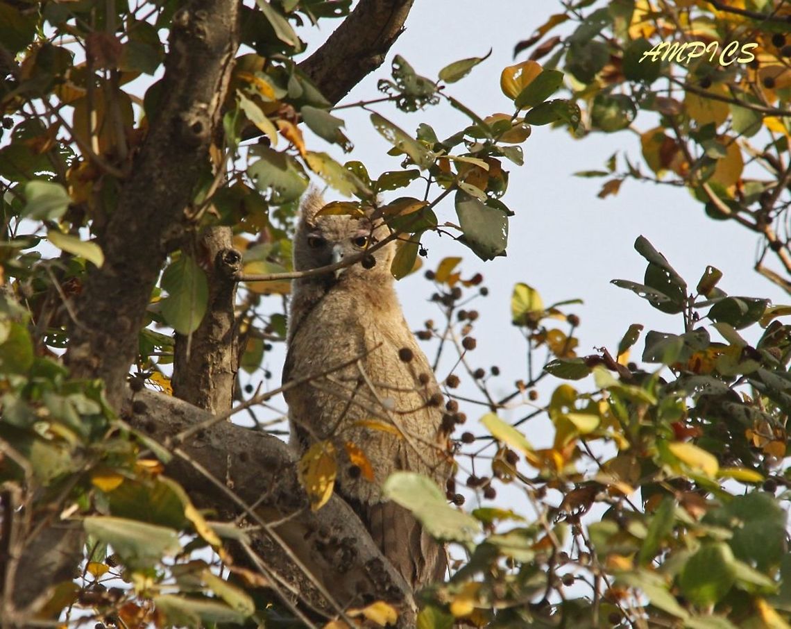 Dusky Eagle Owl  Bubo coromandus,Dusky eagle-owl,Geotagged,India,Spring