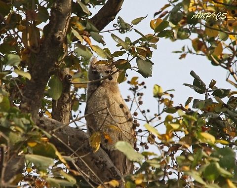 Dusky Eagle Owl  Bubo coromandus,Dusky eagle-owl,Geotagged,India,Spring
