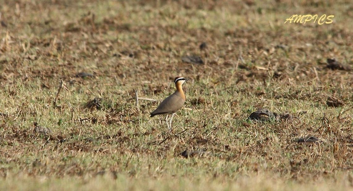 Indian Courser  Cursorius coromandelicus,Geotagged,India,Indian courser,Spring