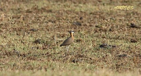 Indian Courser  Cursorius coromandelicus,Geotagged,India,Indian courser,Spring