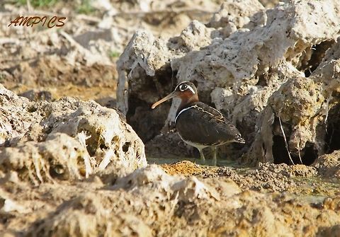 Greater Painted-Snipe  Geotagged,Greater Painted-Snipe,India,Rostratula benghalensis,Spring