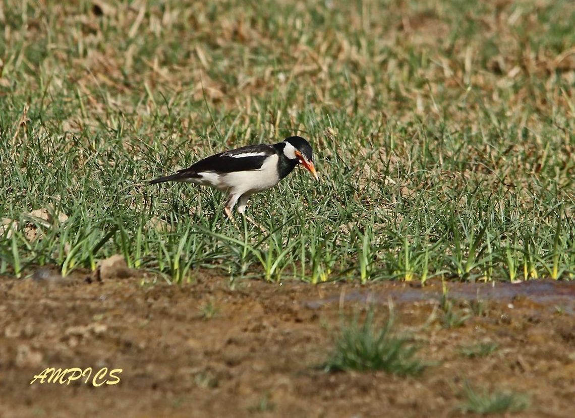 Asian Pied Starling  Geotagged,Gracupica contra,India,Pied myna,Spring