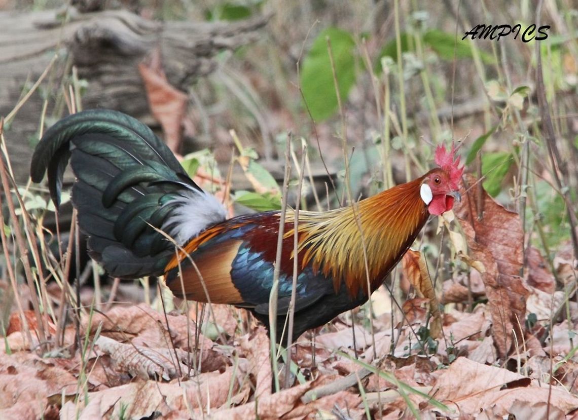Red Junglefowl The most numerous bird in the world Gallus gallus. The forefather of the domestic chicken, but this was a truly wild bird. Gallus gallus,Geotagged,India,Red junglefowl,Spring