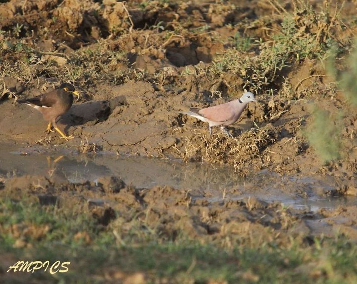 Red Collared Dove  Geotagged,India,Red turtle dove,Spring,Streptopelia tranquebarica