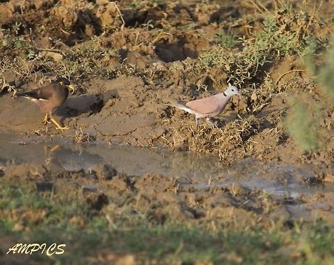 Red Collared Dove  Geotagged,India,Red turtle dove,Spring,Streptopelia tranquebarica