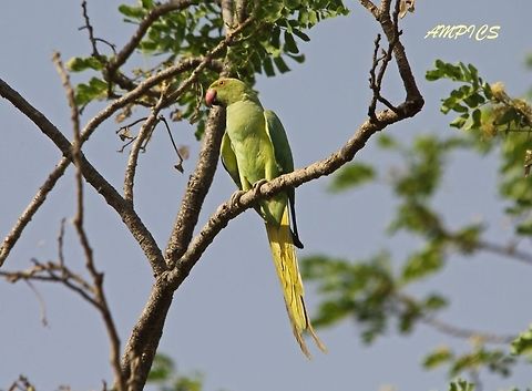 Rose-ringed Parakeet  Geotagged,India,Psittacula krameri,Spring