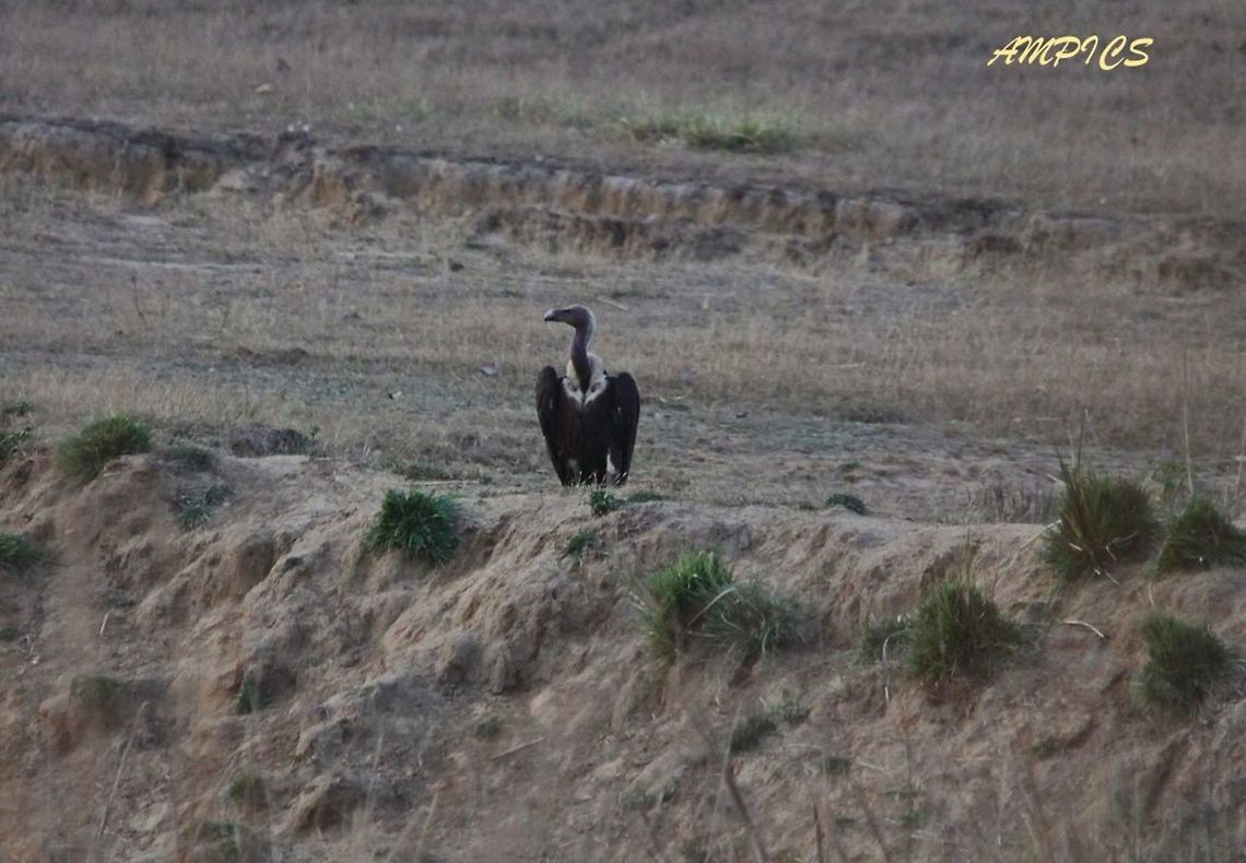 White-rumped Vulture  Geotagged,Gyps bengalensis,India,Spring,White-rumped vulture