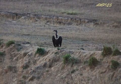 White-rumped Vulture  Geotagged,Gyps bengalensis,India,Spring,White-rumped vulture