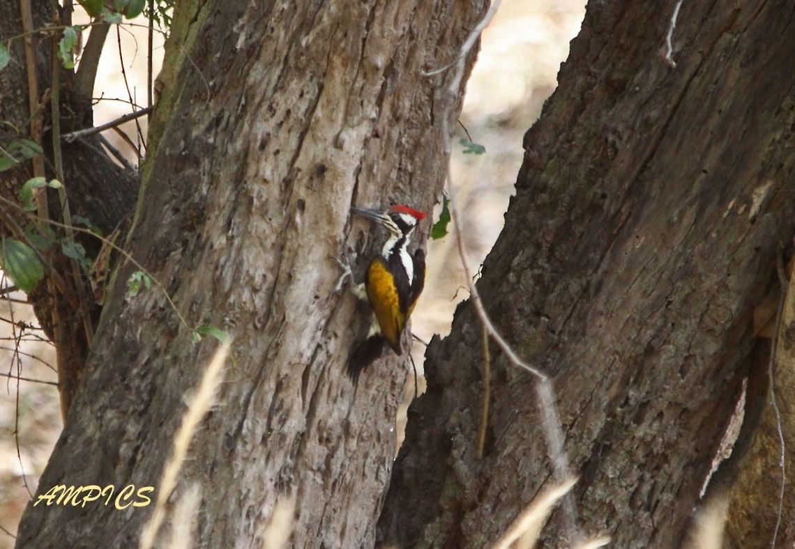 White-naped Woodpecker  Chrysocolaptes festivus,Geotagged,India,Spring,White-naped woodpecker