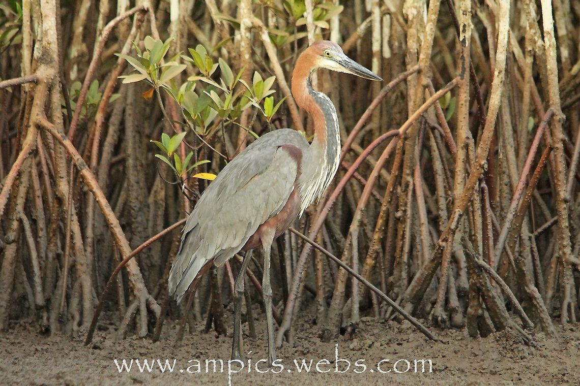 Goliath Heron A true giant of a bird standing just short of 1.5m (nearly as tall as the wife) the bill is the size of a large carving knife. I really wanted a shot with something else in to give perspective to its size but the mangrove leaves behind are approx 75-100mm long. Geotagged,Spring,The Gambia