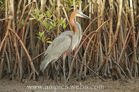 Goliath Heron A true giant of a bird standing just short of 1.5m (nearly as tall as the wife) the bill is the size of a large carving knife. I really wanted a shot with something else in to give perspective to its size but the mangrove leaves behind are approx 75-100mm long. Geotagged,Spring,The Gambia