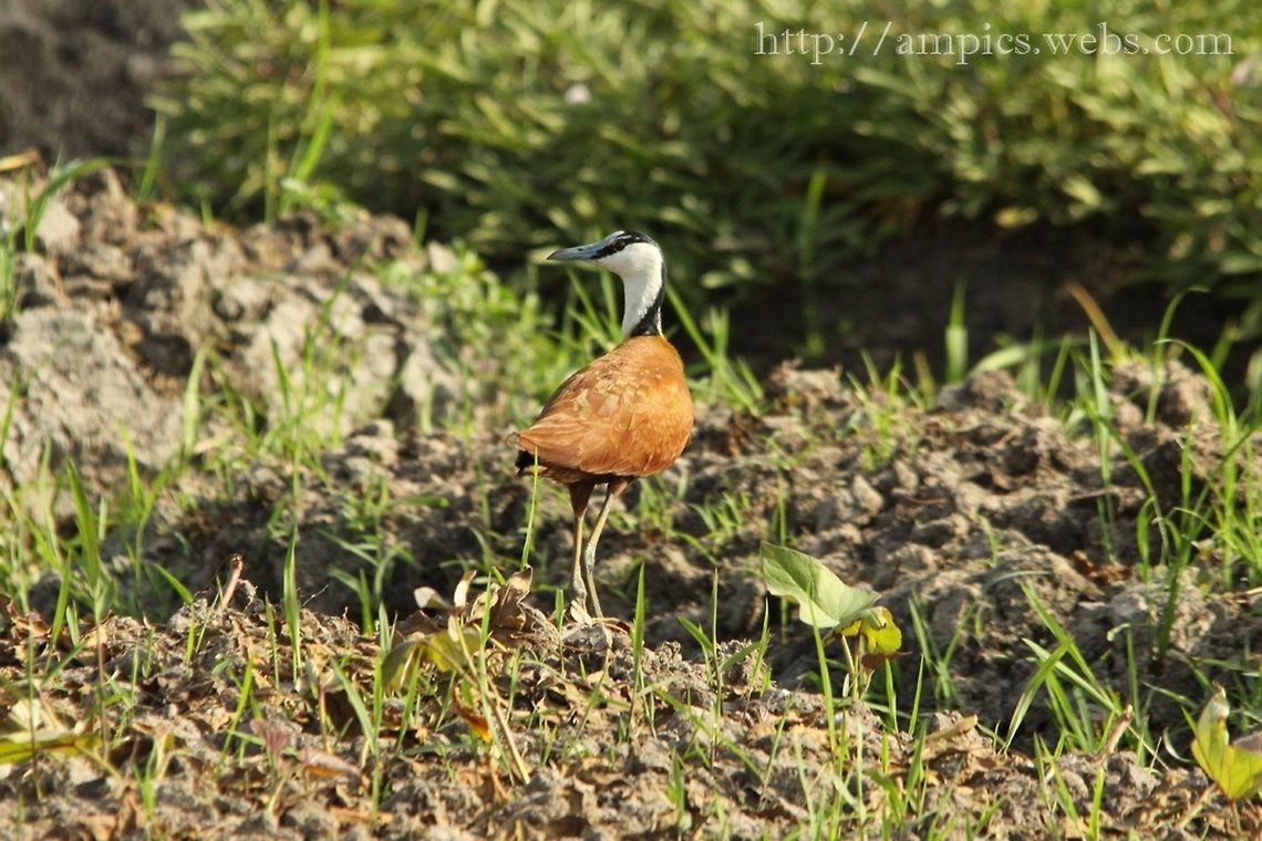 African Jacana  Actophilornis africanus,African jacana,Geotagged,Spring,The Gambia