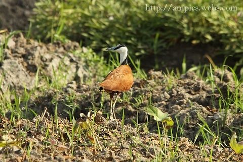 African Jacana  Actophilornis africanus,African jacana,Geotagged,Spring,The Gambia