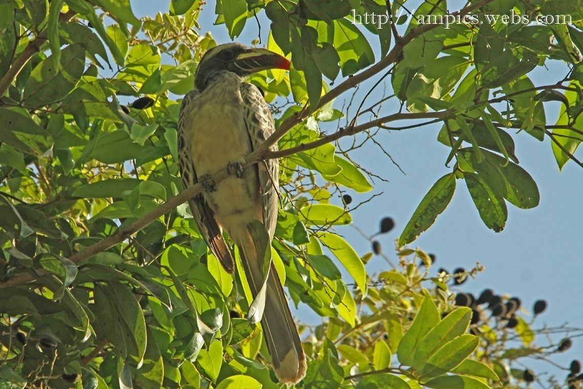 African Grey Hornbill  African Grey Hornbill,Geotagged,Spring,The Gambia,Tockus nasutus