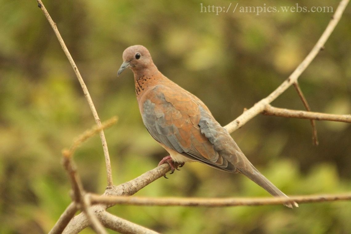 African Laughing Dove  Geotagged,Laughing Dove,Spilopelia senegalensis,Spring,The Gambia