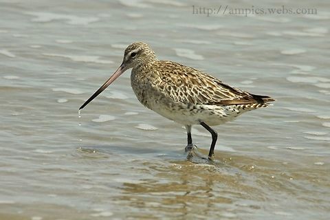 Bar-tailed Godwit  Bar-tailed Godwit,Geotagged,Limosa lapponica,Spring,The Gambia
