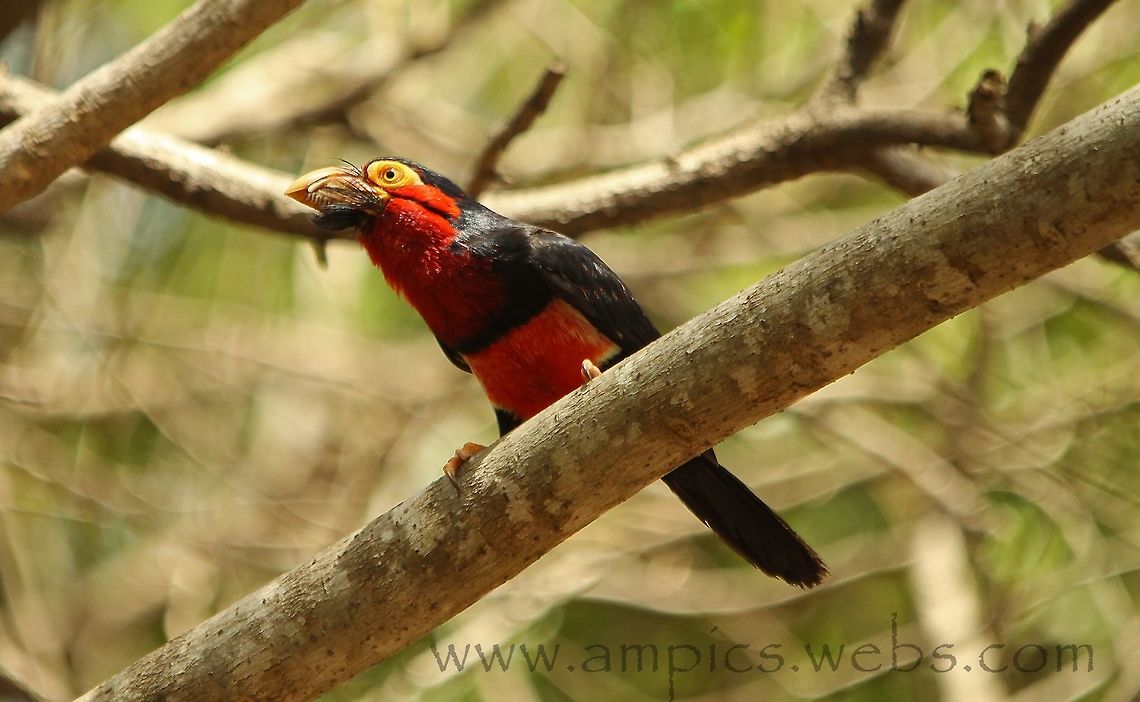 Bearded Barbet Known locally as &quot;The Fruit Bird&quot; because of its habit of eating fruit crops.