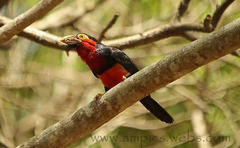 Bearded Barbet Known locally as "The Fruit Bird" because of its habit of eating fruit crops.