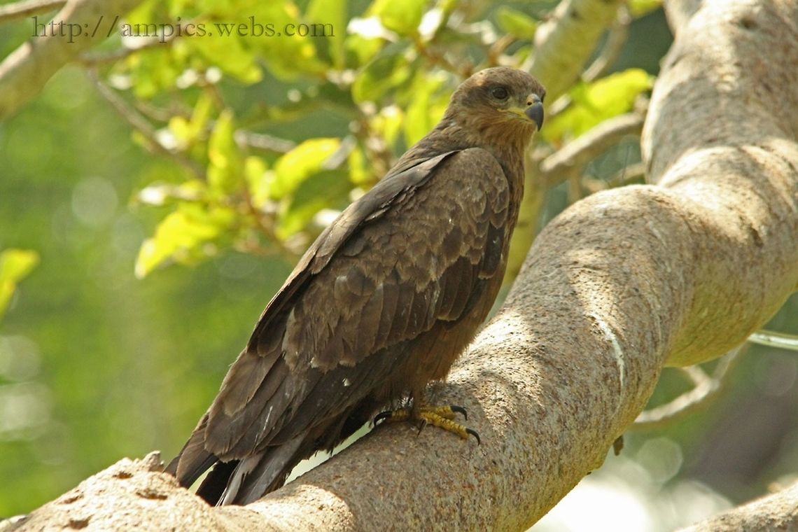 Black Kite  Black kite,Geotagged,Milvus migrans,Spring,The Gambia