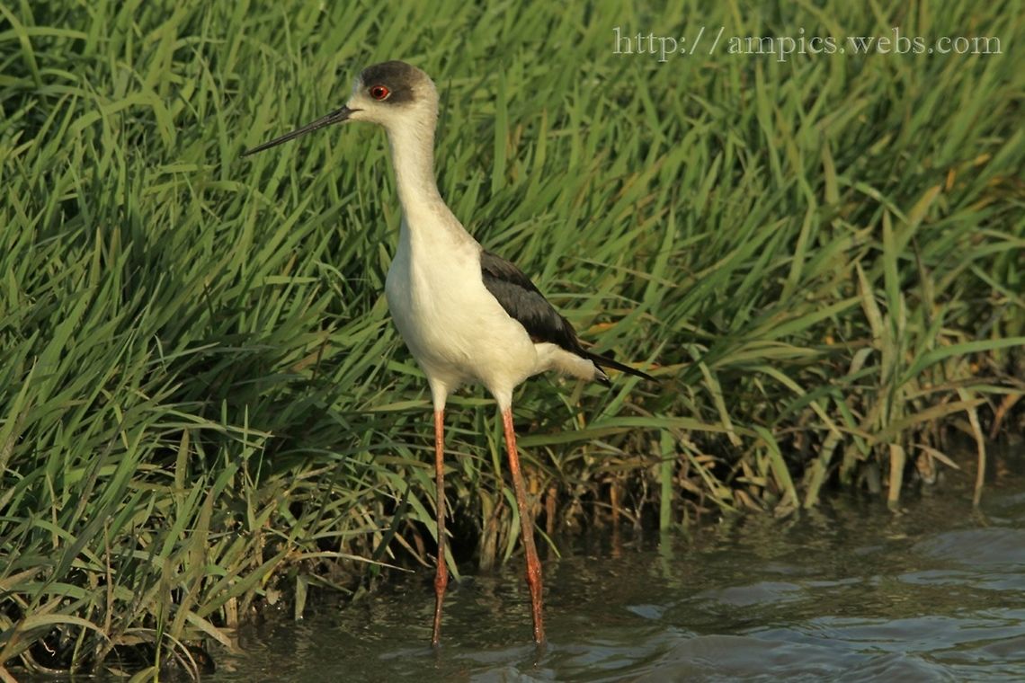 Black-winged Stilt  Black-winged Stilt,Geotagged,Himantopus himantopus,Spring,The Gambia