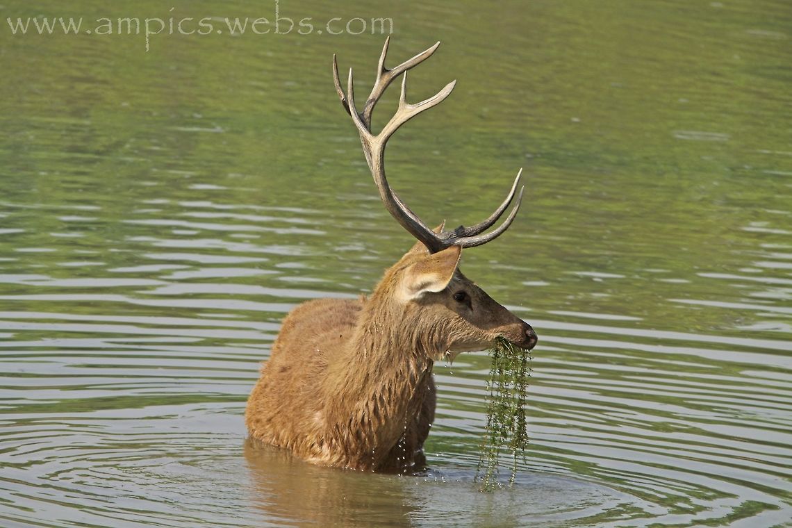 Barasingha  Barasingha,Rucervus duvaucelii