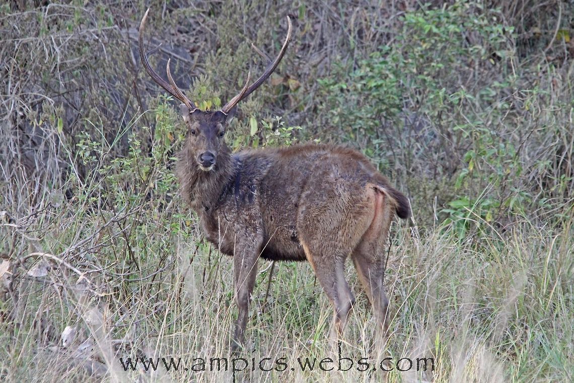 Samba Deer  Geotagged,India,Rusa unicolor,Sambar,Spring