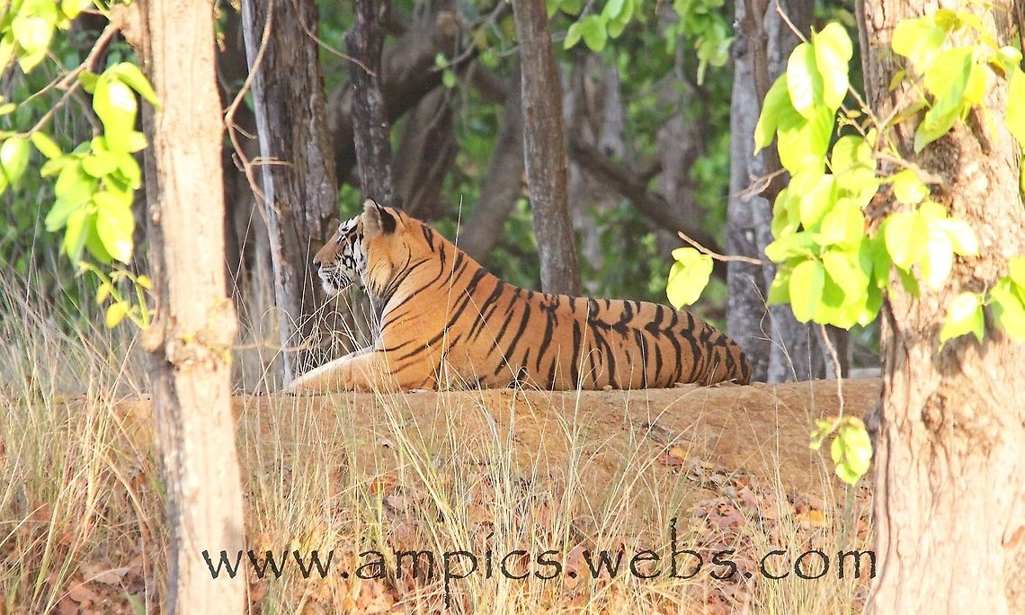Royal Bengal Tiger  Bengal tiger,Geotagged,India,Panthera tigris tigris,Spring
