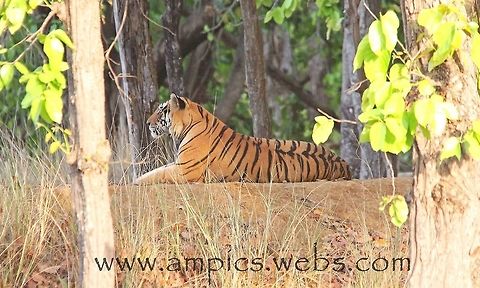 Royal Bengal Tiger  Bengal tiger,Geotagged,India,Panthera tigris tigris,Spring