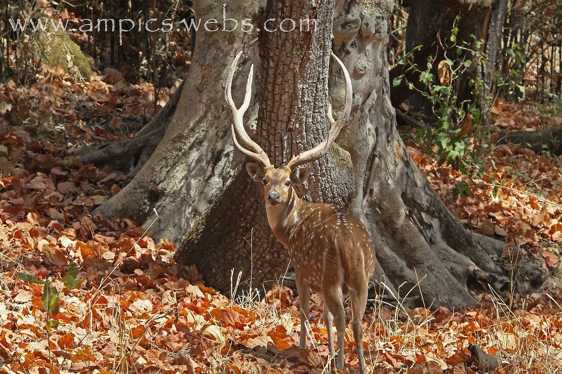 Spotted Deer or Chital A little deer with HUGE antlers. Axis axis,Axis deer