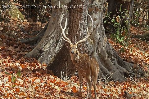 Spotted Deer or Chital A little deer with HUGE antlers. Axis axis,Axis deer