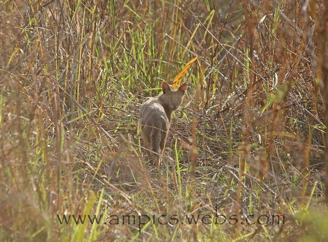 Jungle Cat I think myself very lucky to have seen this species, its only the size of a domestic cat so can be very hard to see in all the vegetation. Felis chaus,Geotagged,India,Jungle cat,Spring