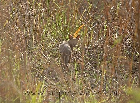 Jungle Cat I think myself very lucky to have seen this species, its only the size of a domestic cat so can be very hard to see in all the vegetation. Felis chaus,Geotagged,India,Jungle cat,Spring