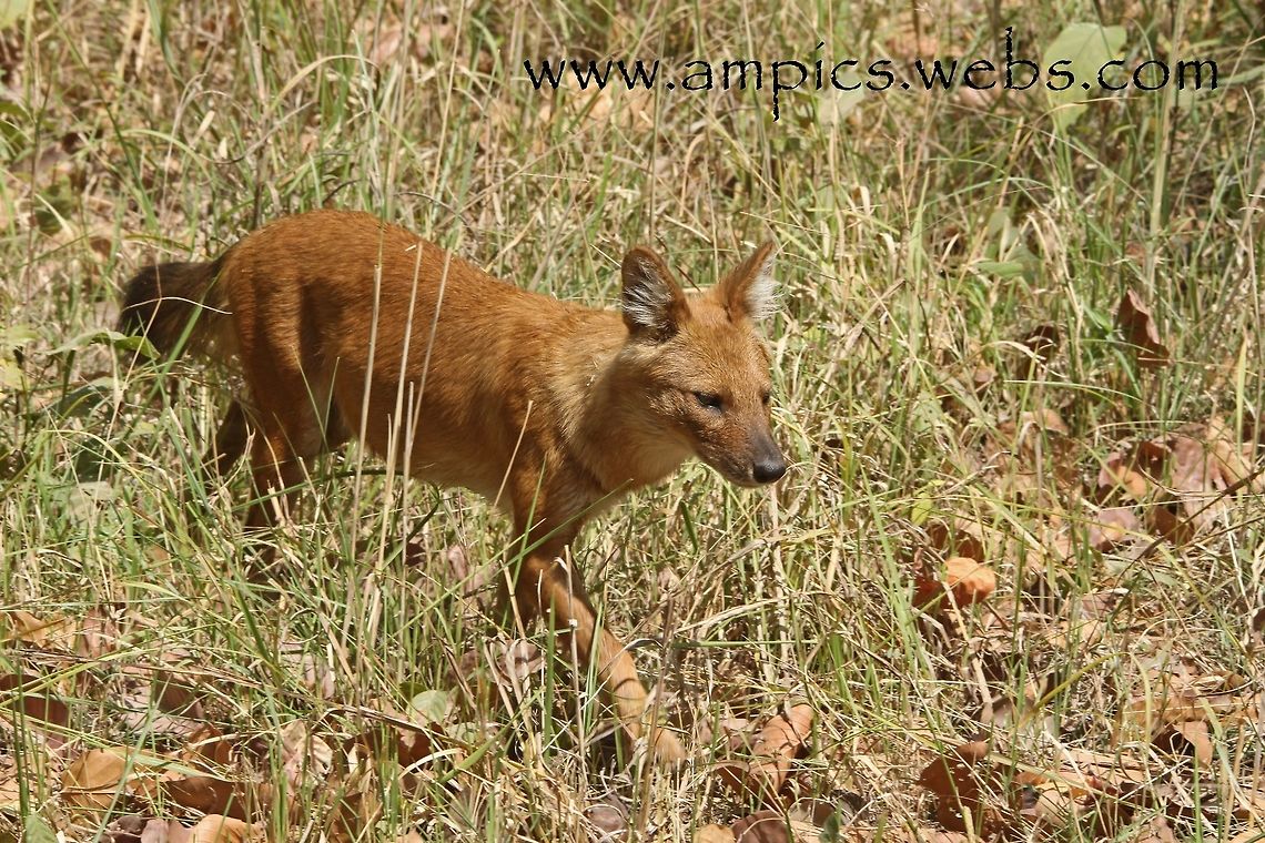 Dhole or Indian Wild Dog. Very tenacious predator, our guide informed us of one pack being observed taking on a male Tiger in Kanha Reserve. Geotagged,India,Spring