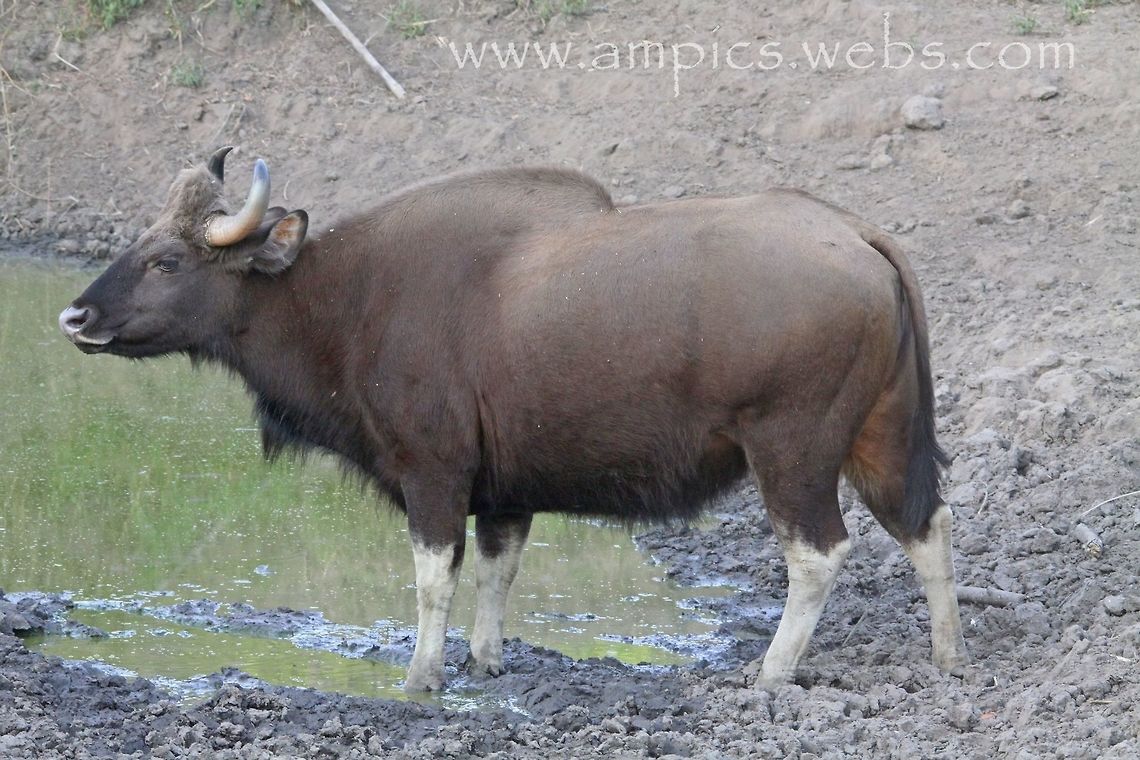 Gaur or Indian Bison  Bos gaurus,Gaur,Geotagged,India,Spring