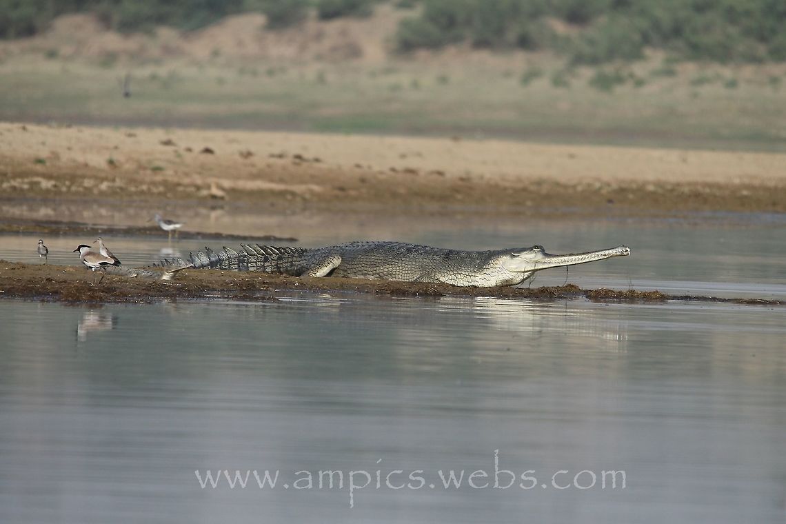 Gharial with River Lapwing, Wood Sandpiper and Greenshank Geotagged,India,Spring