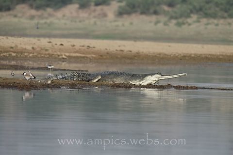 Gharial with River Lapwing, Wood Sandpiper and Greenshank Geotagged,India,Spring