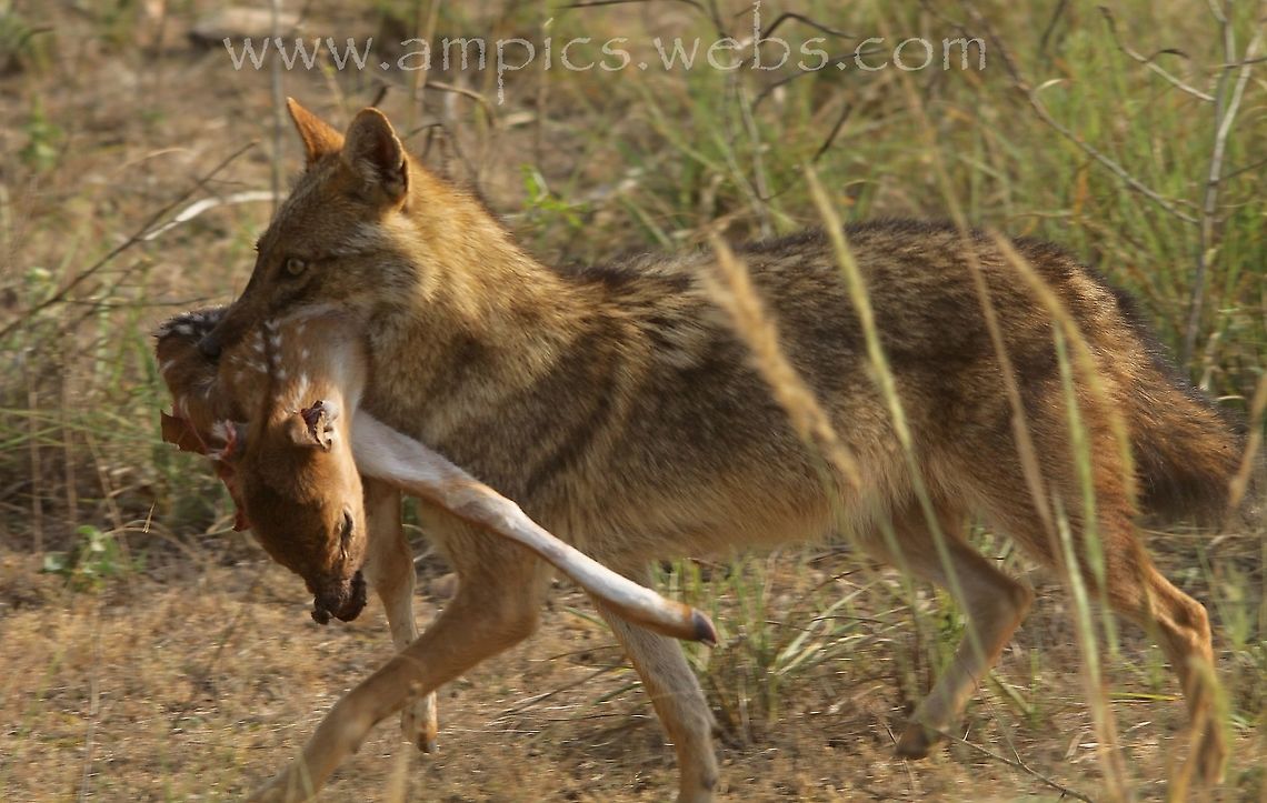 Indian Jackal with kill (Spotted Deer fawn)  Geotagged,India,Spring