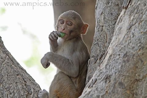 Young Rhesus Macaque  Geotagged,India,Macaca mulatta,Rhesus macaque,Spring