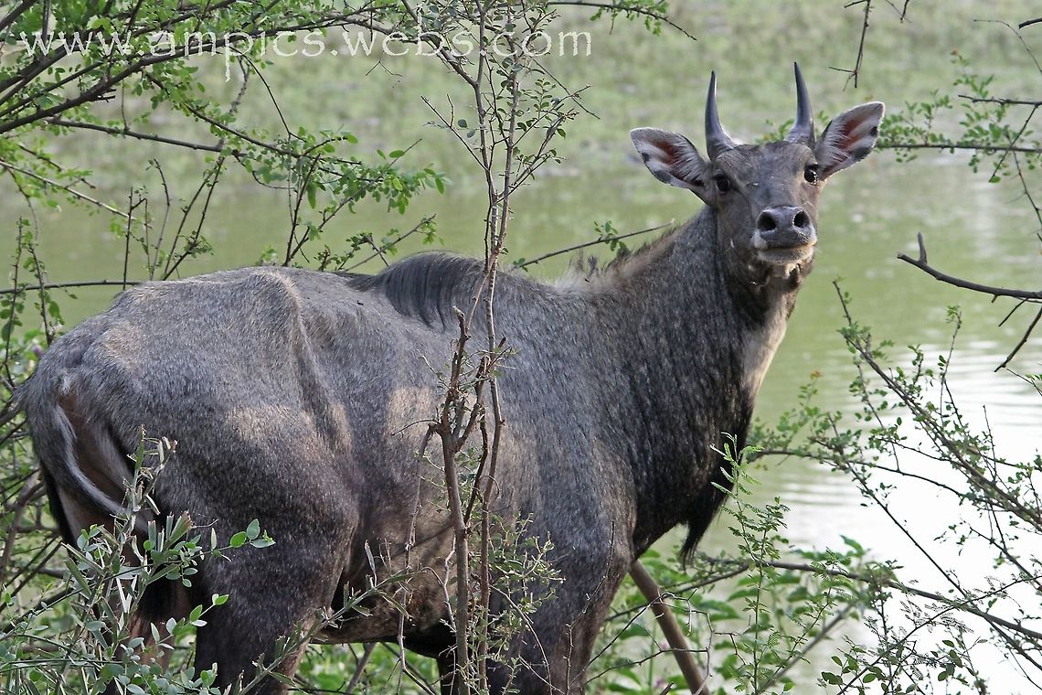 Nilgai aka Blue Bull  Boselaphus tragocamelus,Geotagged,India,Nilgai,Spring