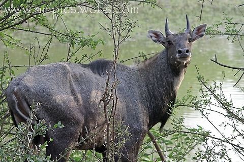 Nilgai aka Blue Bull  Boselaphus tragocamelus,Geotagged,India,Nilgai,Spring