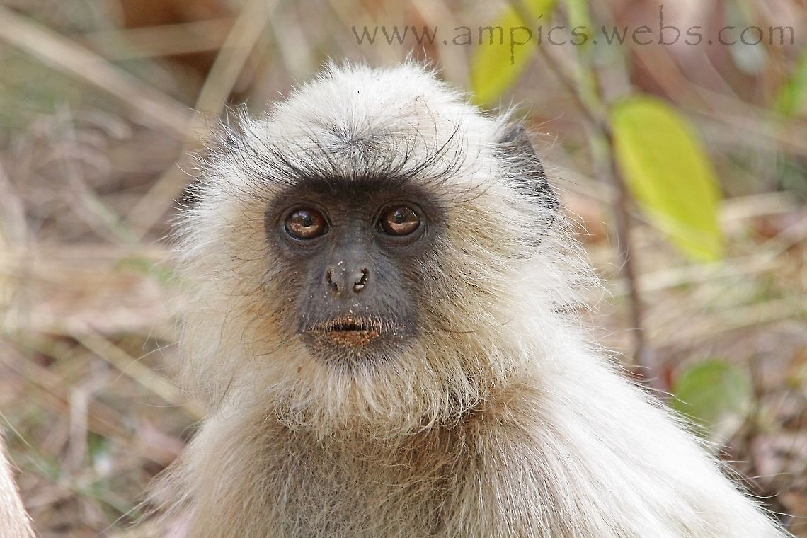 Gray Langur  Geotagged,India,Semnopithecus dussumieri,Southern plains gray langur,Spring