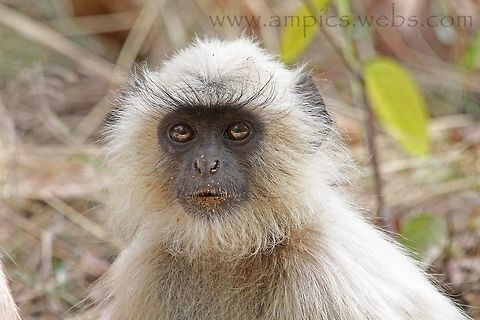 Gray Langur  Geotagged,India,Semnopithecus dussumieri,Southern plains gray langur,Spring
