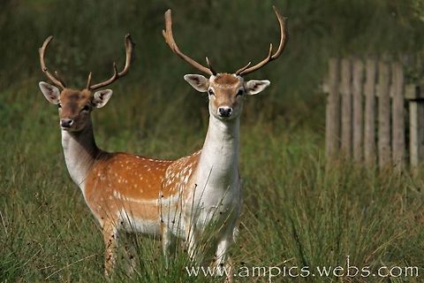 Fallow Deer. or pushme-pullyou. Lucky shot which makes these deer look like conjoined twins! Dama dama,Fallow Deer