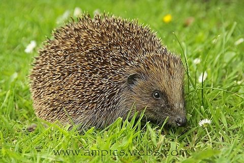 Hedgehog  Erinaceus europaeus,European Hedgehog,Geotagged,Spring,United Kingdom