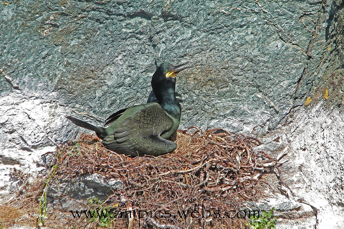 Shag, at nest.  European Shag,Geotagged,Phalacrocorax aristotelis,Spring,United Kingdom