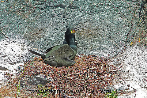 Shag, at nest.  European Shag,Geotagged,Phalacrocorax aristotelis,Spring,United Kingdom